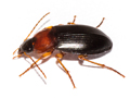 Calathus melanocephalus